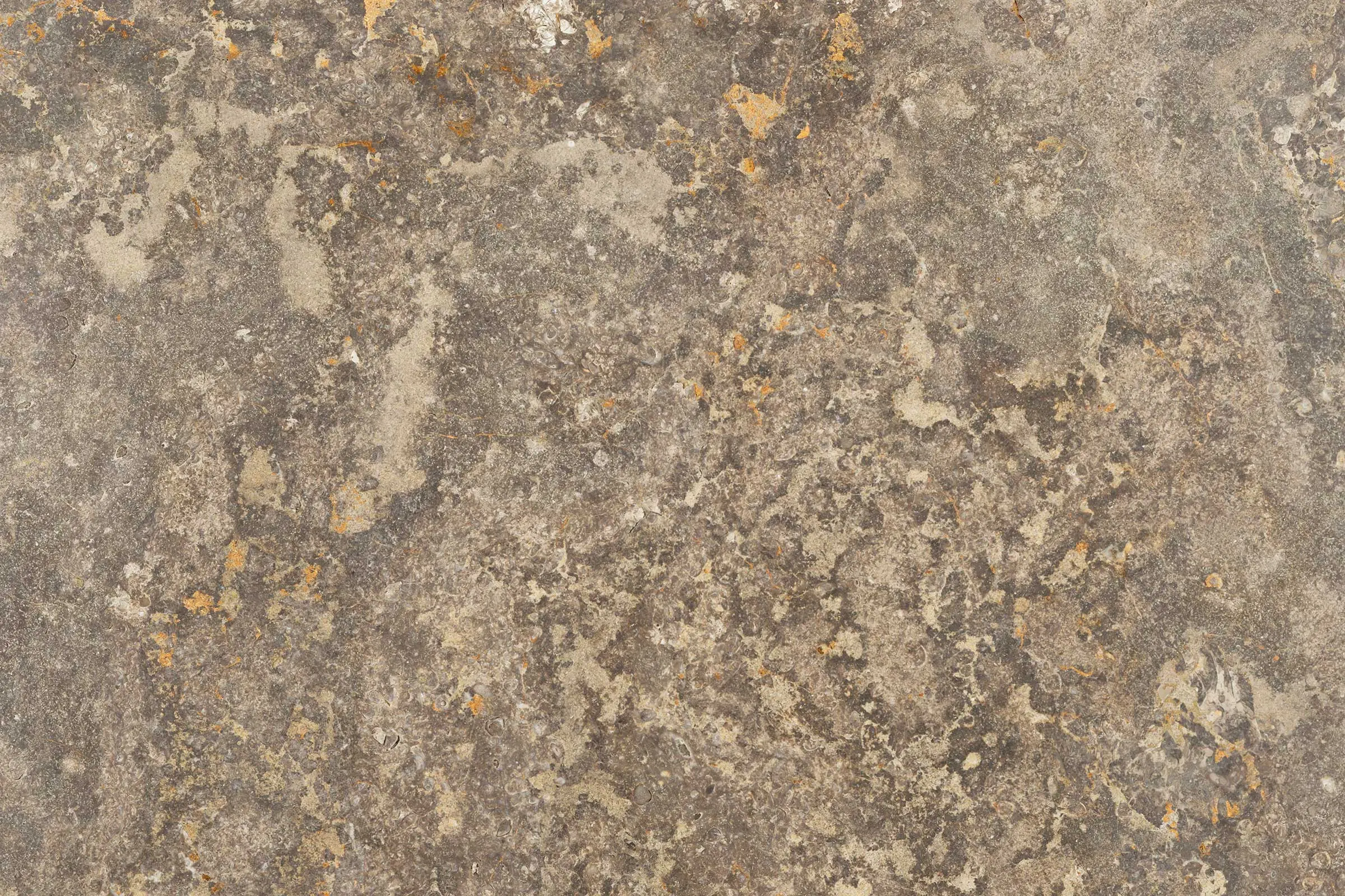 sto_fossil_nsf004_skl_c320_fein_geschliffen_20620_2400x1600px